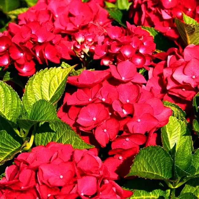 Image of Hydrangea Teller Red bush in the garden