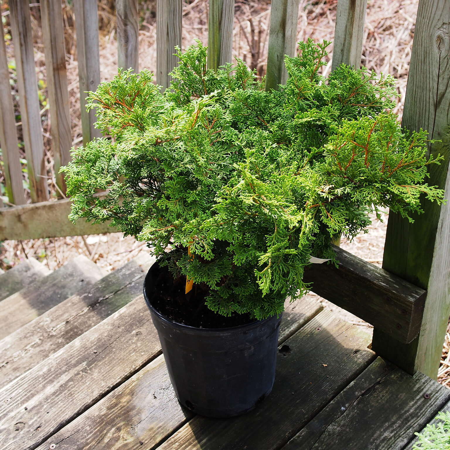 Templehof Hinoki Cypress For Sale Online The Tree Center