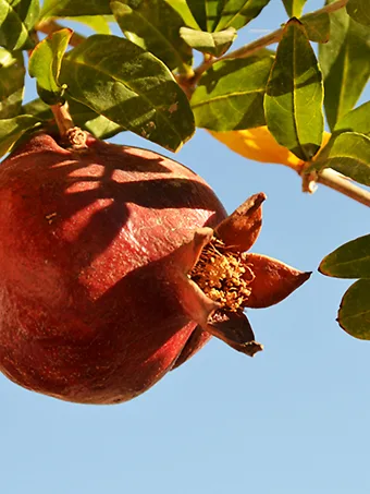 Texas Pink Pomegranate