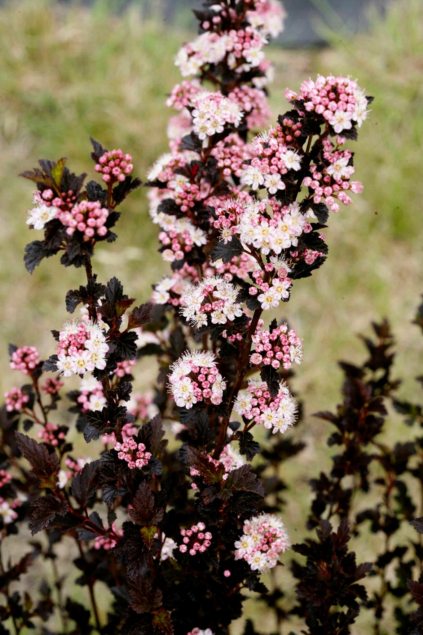 Tiny Wine® Ninebark For Sale Online The Tree Center