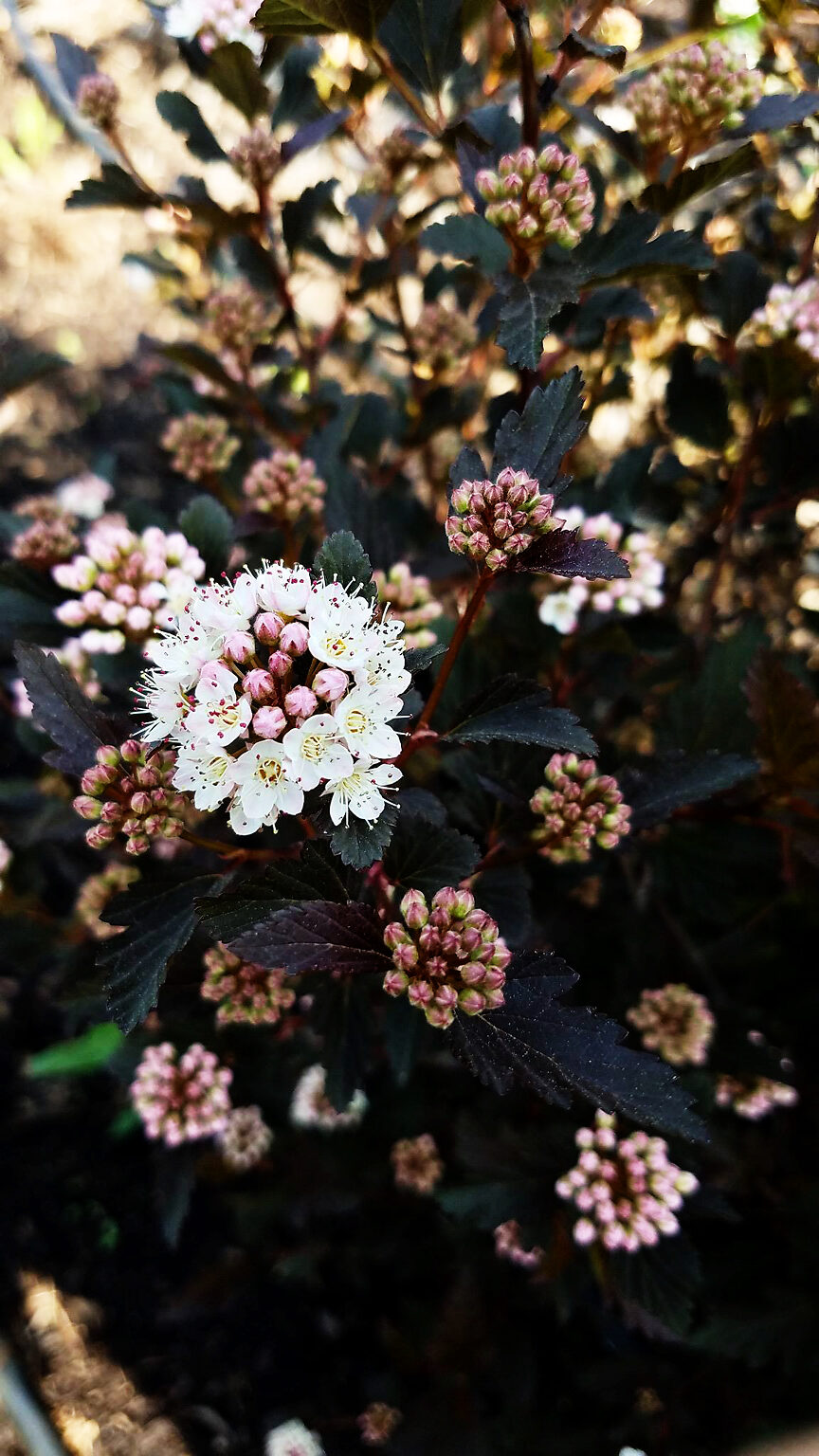 Tiny Wine® Ninebark For Sale Online The Tree Center