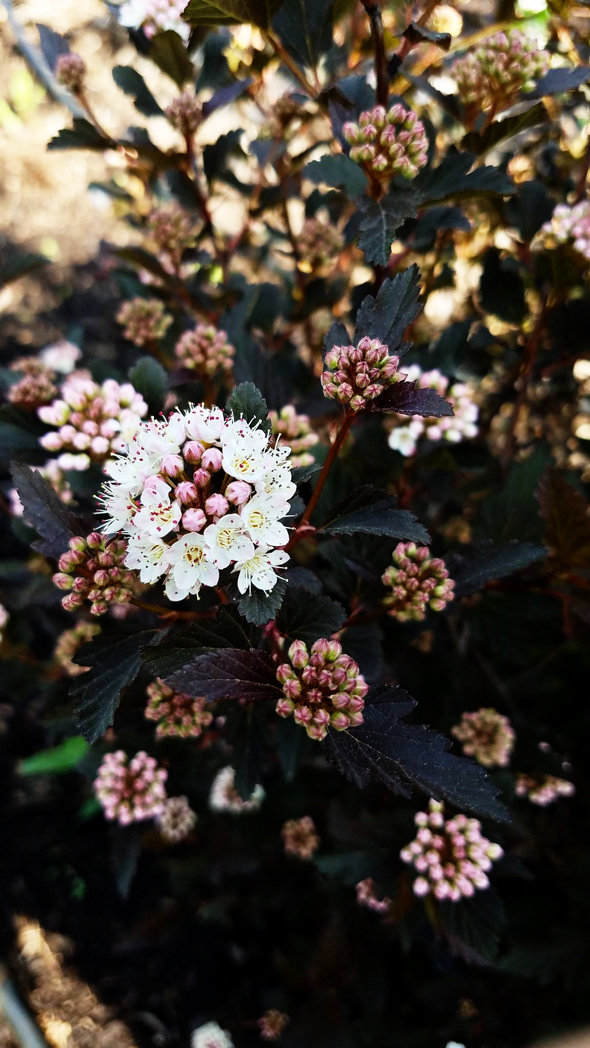 Tiny Wine® Ninebark For Sale Online The Tree Center