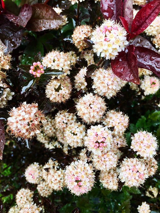 Tiny Wine® Ninebark For Sale Online The Tree Center