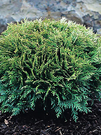 Arborvitae Trees for Sale | Buy Arborvitaes Online | The Tree Center