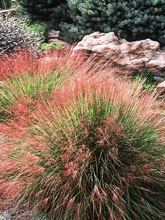 Undaunted Red Muhly Grass