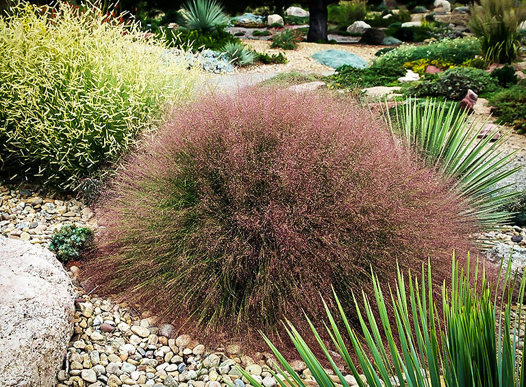 Undaunted Red Muhly Grass For Sale Online The Tree Center