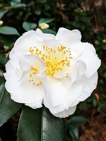 Victory White Camellia