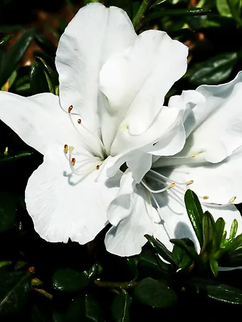 White Bloom-A-Thon® Azalea