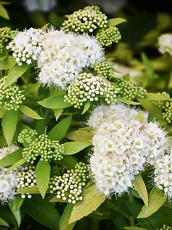 White Gold Spirea