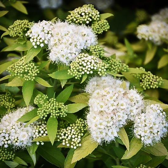 White Gold Spirea For Sale Online The Tree Center