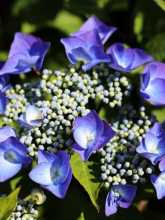 Zorro Hydrangea