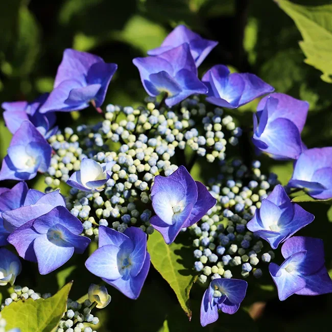 Image of Zorro hydrangea bush