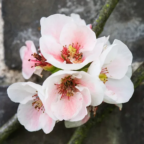 Apple Blossom Quince For Sale Online The Tree Center
