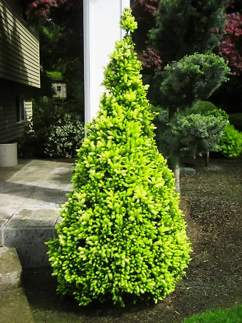 Daisy's White Alberta Spruce