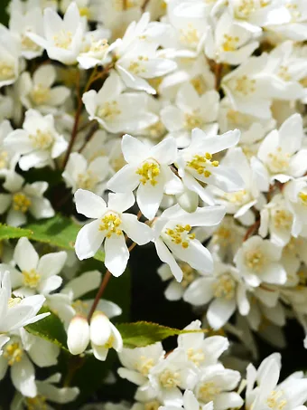 Nikko Deutzia