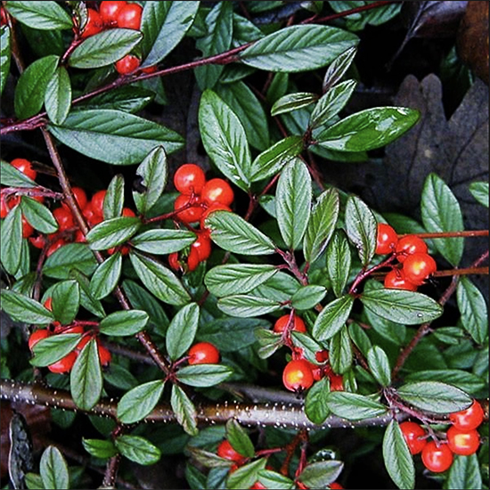 Scarlet Leader Cotoneaster For Sale Online | The Tree Center