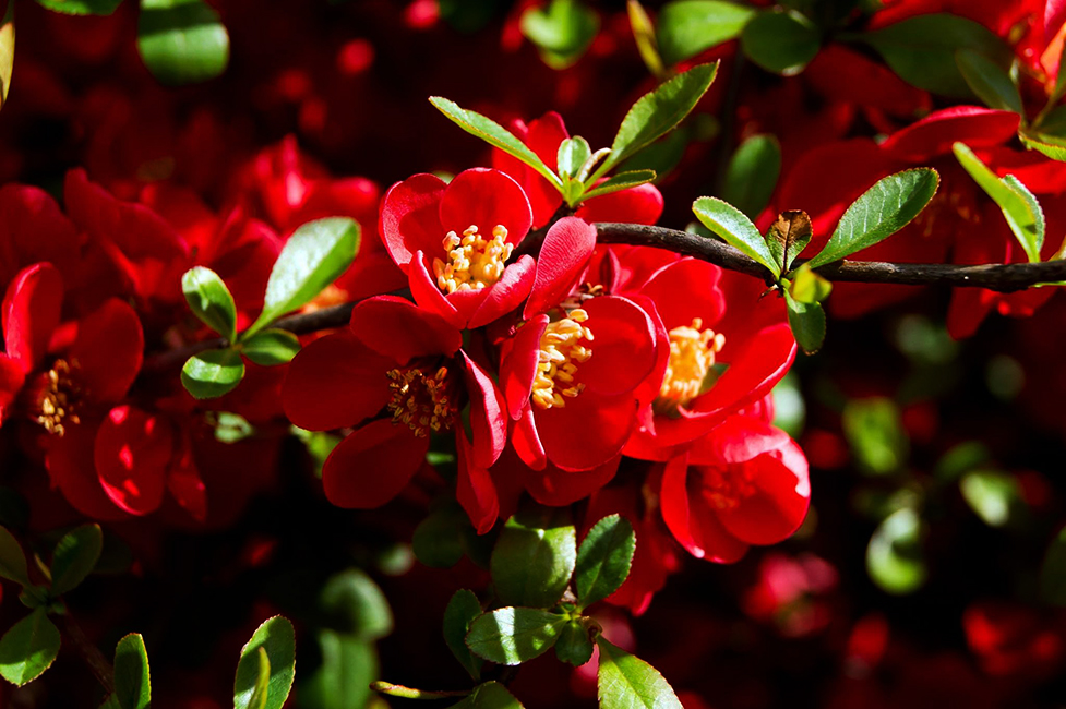 Texas Scarlet Quince For Sale Online | The Tree Center