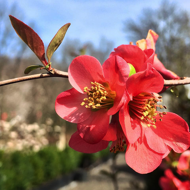 Texas Scarlet Quince For Sale Online | The Tree Center