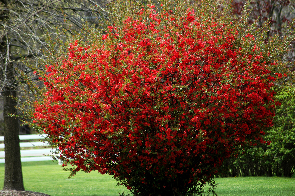 Texas Scarlet Quince For Sale Online | The Tree Center