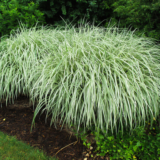 Variegated Maiden Grass For Sale Online The Tree Center