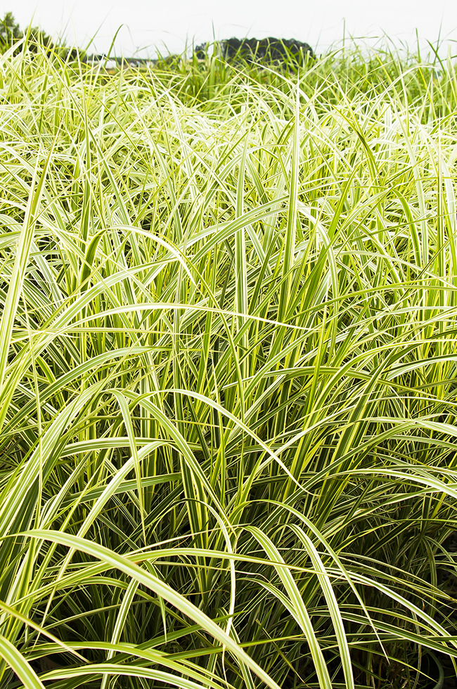 Variegated Maiden Grass For Sale Online The Tree Center