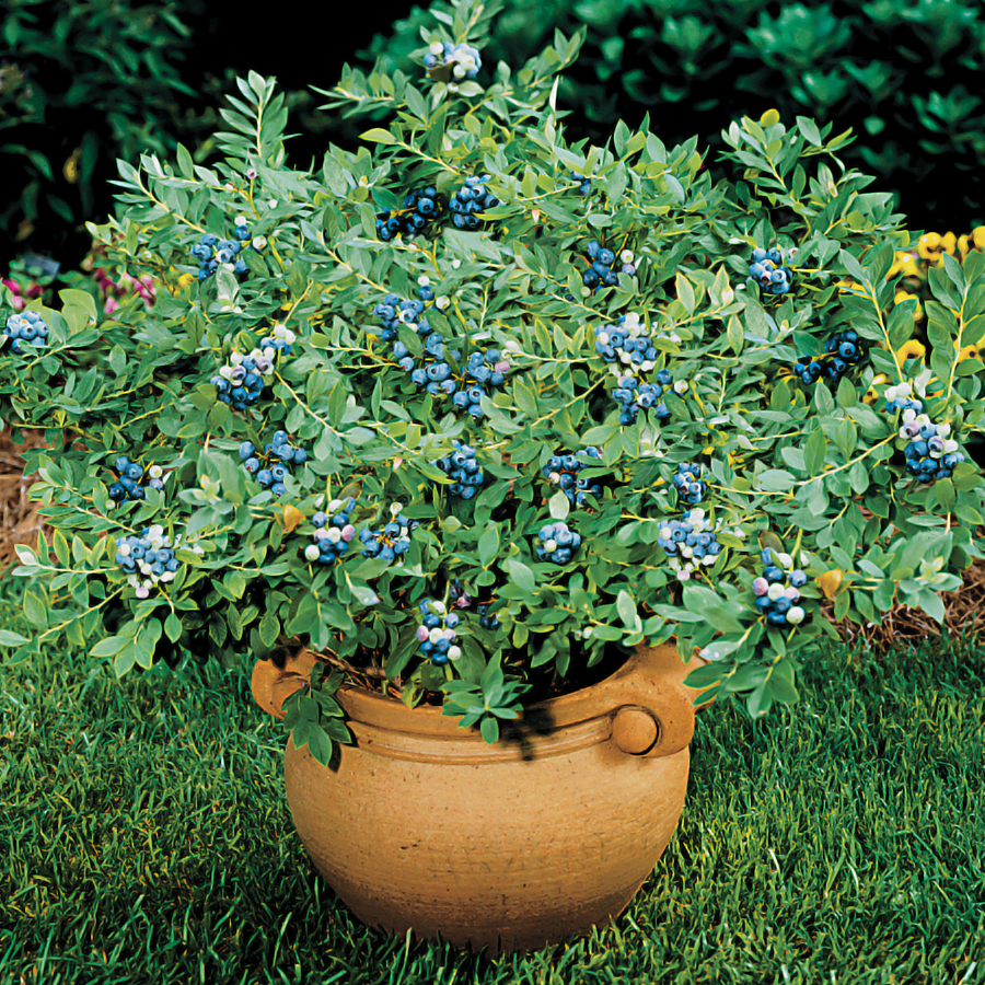 How Blueberries Pots | Tree Center™