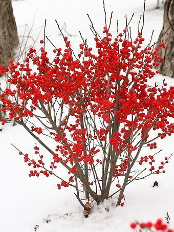 Berry Poppins™ Winterberry Holly