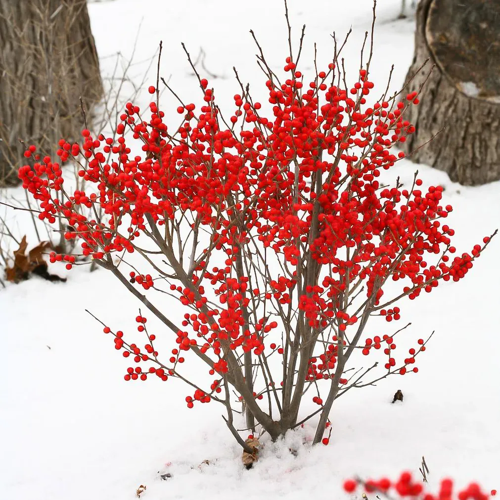 Image of Berry Poppins Winterberry shrub in winter, with berries still on the branches