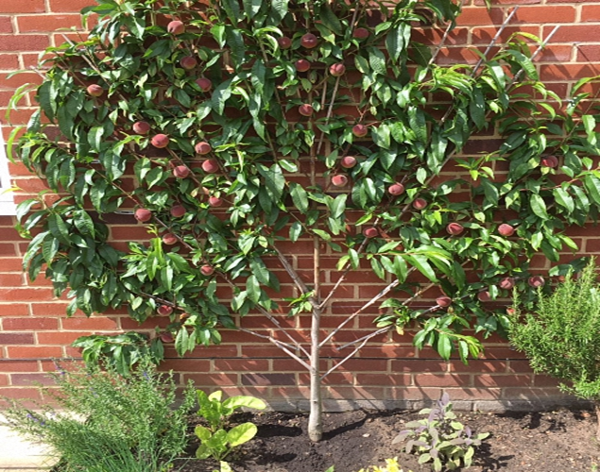 pixzee peach tree pixzee peach tree