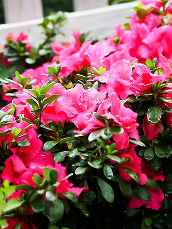 FlorAmore® Hot Pink Azalea