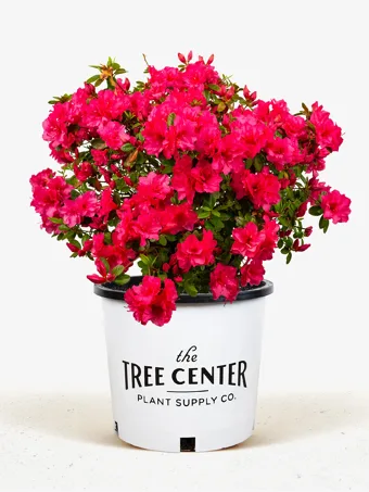 FlorAmore® Pink Azalea