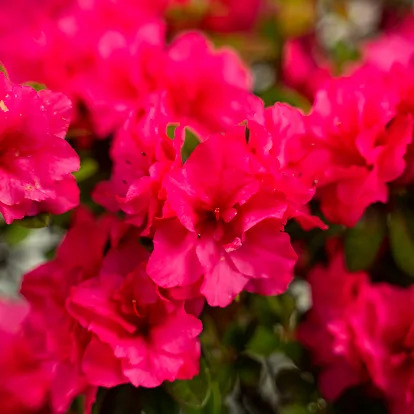 FlorAmore® Pink Azalea For Sale Online | The Tree Center