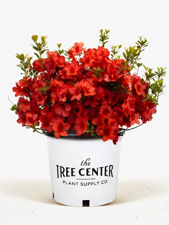 FlorAmore® Red Azalea