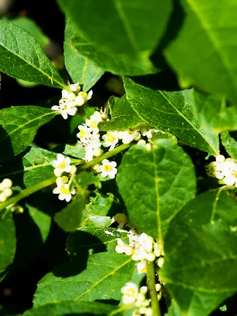 Jim Dandy™ Winterberry Holly