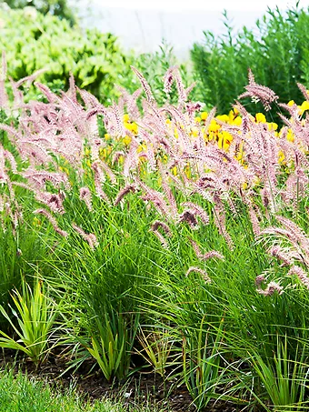 Karley Rose Fountain Grass