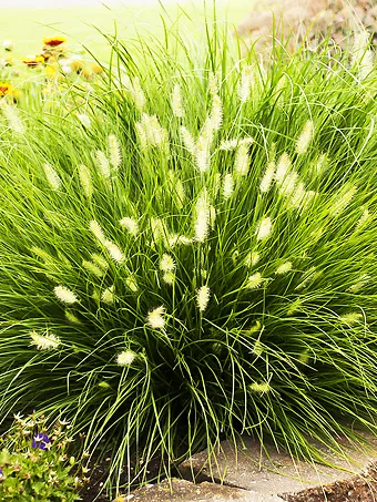 Little Bunny Fountain Grass