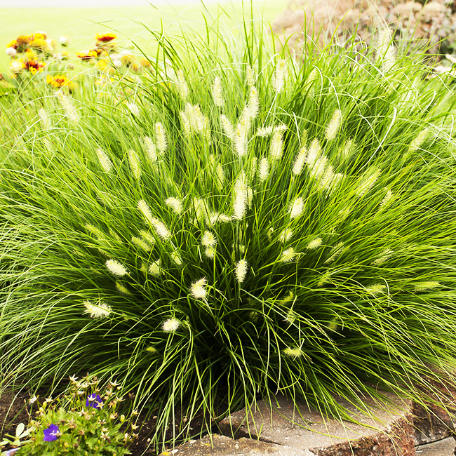 Little Bunny Fountain Grass For Sale Online The Tree Center