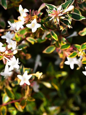 Margarita™ Abelia