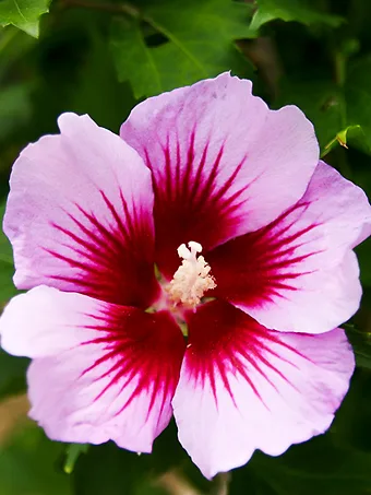 Purple Pillar Hibiscus