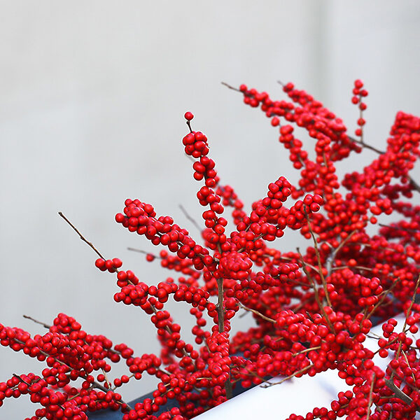 Red Sprite™ Winterberry Holly