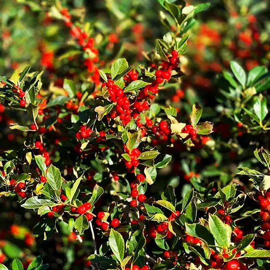 Red Sprite™ Winterberry Holly