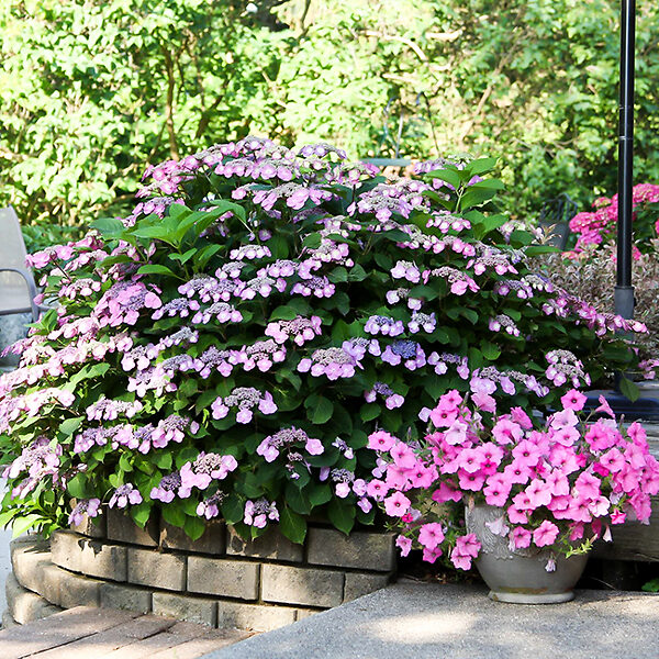 Tiny Tuff Stuff™ - Mountain Hydrangea - Hydrangea serrata