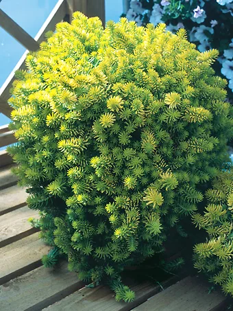 Angelina Sedum