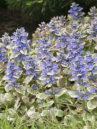 Burgundy Glow Ajuga