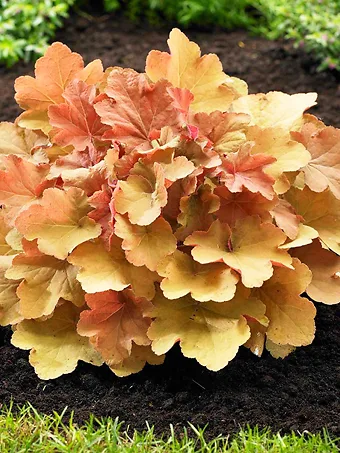 Caramel Heuchera