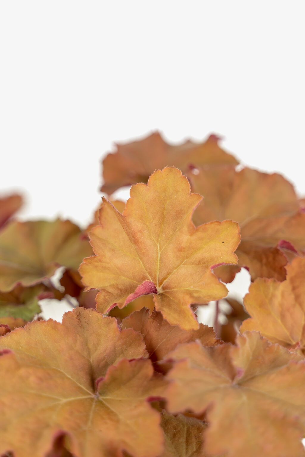 Caramel Coral Bells For Sale Online The Tree Center
