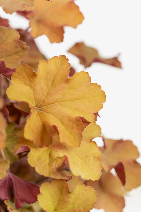 Caramel Coral Bells For Sale Online The Tree Center