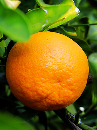 Dancy Tangerine