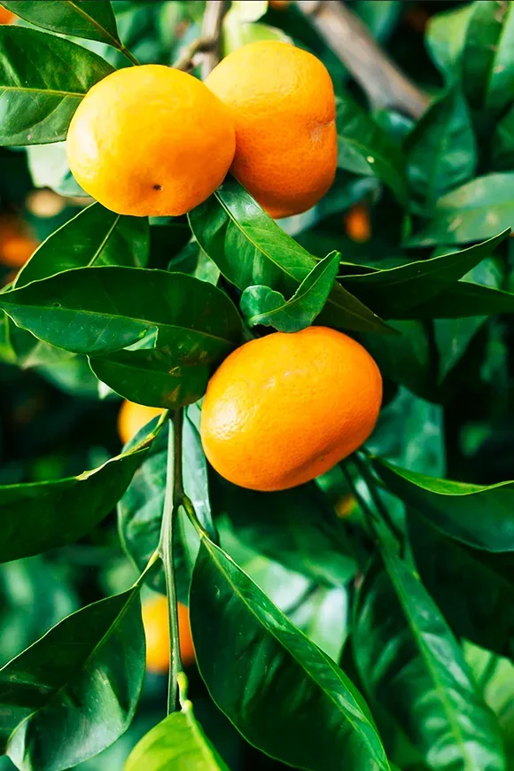 Florida Classic Tangerines – Florida Classic Growers