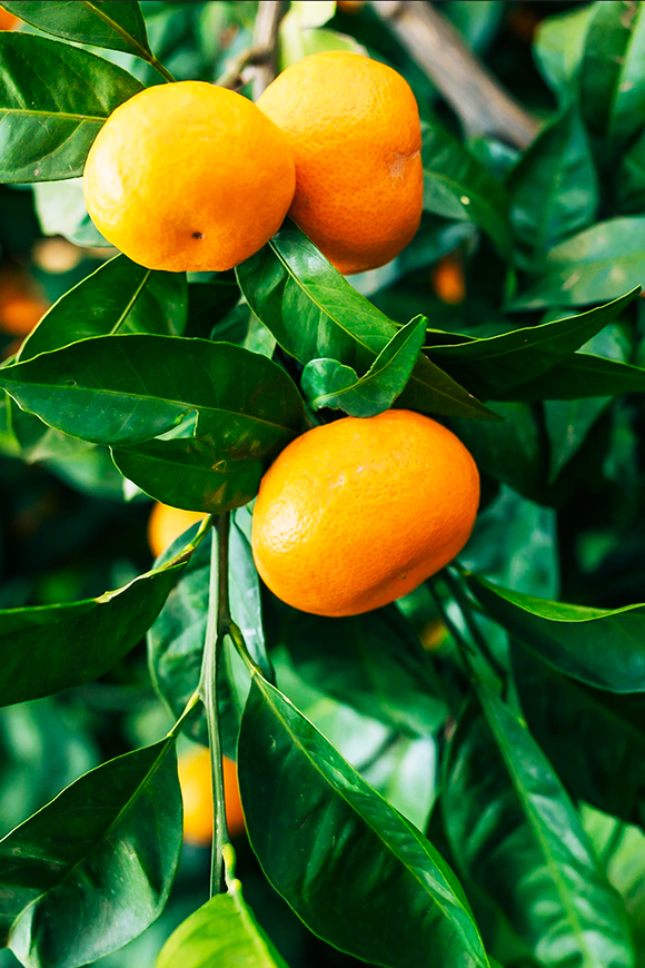 Dancy Tangerine Trees For Sale Online The Tree Center
